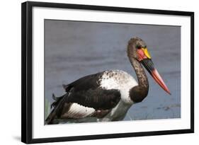 Saddle-Billed Stork (Ephippiarhynchus Senegalensis), Okavango Delta, Botswana, Africa-Sergio Pitamitz-Framed Photographic Print