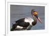 Saddle-Billed Stork (Ephippiarhynchus Senegalensis), Okavango Delta, Botswana, Africa-Sergio Pitamitz-Framed Photographic Print