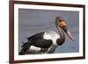 Saddle-Billed Stork (Ephippiarhynchus Senegalensis), Okavango Delta, Botswana, Africa-Sergio Pitamitz-Framed Photographic Print