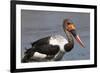 Saddle-Billed Stork (Ephippiarhynchus Senegalensis), Okavango Delta, Botswana, Africa-Sergio Pitamitz-Framed Photographic Print