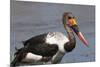 Saddle-Billed Stork (Ephippiarhynchus Senegalensis), Okavango Delta, Botswana, Africa-Sergio Pitamitz-Mounted Photographic Print