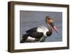 Saddle-Billed Stork (Ephippiarhynchus Senegalensis), Okavango Delta, Botswana, Africa-Sergio Pitamitz-Framed Photographic Print