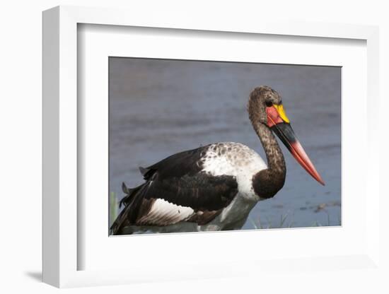 Saddle-Billed Stork (Ephippiarhynchus Senegalensis), Okavango Delta, Botswana, Africa-Sergio Pitamitz-Framed Photographic Print