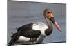 Saddle-Billed Stork (Ephippiarhynchus Senegalensis), Okavango Delta, Botswana, Africa-Sergio Pitamitz-Mounted Photographic Print