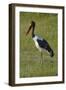 Saddle-billed Stork (Ephippiorhynchus senegalensis), Moremi Game Reserve, Botswana, Africa-David Wall-Framed Photographic Print