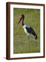 Saddle-billed Stork (Ephippiorhynchus senegalensis), Moremi Game Reserve, Botswana, Africa-David Wall-Framed Photographic Print