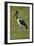 Saddle-billed Stork (Ephippiorhynchus senegalensis), Moremi Game Reserve, Botswana, Africa-David Wall-Framed Photographic Print