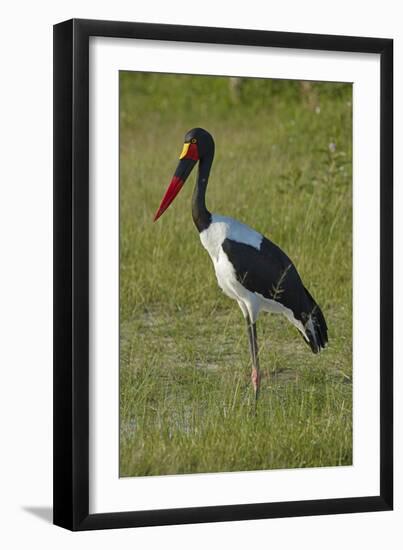 Saddle-billed Stork (Ephippiorhynchus senegalensis), Moremi Game Reserve, Botswana, Africa-David Wall-Framed Photographic Print