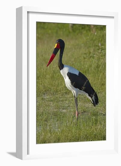 Saddle-billed Stork (Ephippiorhynchus senegalensis), Moremi Game Reserve, Botswana, Africa-David Wall-Framed Photographic Print