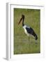 Saddle-billed Stork (Ephippiorhynchus senegalensis), Moremi Game Reserve, Botswana, Africa-David Wall-Framed Photographic Print