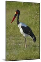 Saddle-billed Stork (Ephippiorhynchus senegalensis), Moremi Game Reserve, Botswana, Africa-David Wall-Mounted Photographic Print