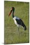 Saddle-billed Stork (Ephippiorhynchus senegalensis), Moremi Game Reserve, Botswana, Africa-David Wall-Mounted Photographic Print