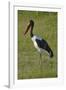 Saddle-billed Stork (Ephippiorhynchus senegalensis), Moremi Game Reserve, Botswana, Africa-David Wall-Framed Photographic Print