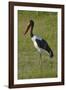 Saddle-billed Stork (Ephippiorhynchus senegalensis), Moremi Game Reserve, Botswana, Africa-David Wall-Framed Photographic Print