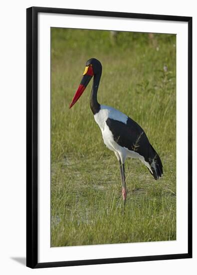 Saddle-billed Stork (Ephippiorhynchus senegalensis), Moremi Game Reserve, Botswana, Africa-David Wall-Framed Photographic Print