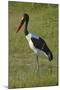 Saddle-billed Stork (Ephippiorhynchus senegalensis), Moremi Game Reserve, Botswana, Africa-David Wall-Mounted Photographic Print