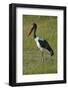 Saddle-billed Stork (Ephippiorhynchus senegalensis), Moremi Game Reserve, Botswana, Africa-David Wall-Framed Photographic Print