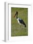 Saddle-billed Stork (Ephippiorhynchus senegalensis), Moremi Game Reserve, Botswana, Africa-David Wall-Framed Photographic Print