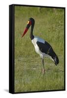 Saddle-billed Stork (Ephippiorhynchus senegalensis), Moremi Game Reserve, Botswana, Africa-David Wall-Framed Stretched Canvas