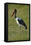 Saddle-billed Stork (Ephippiorhynchus senegalensis), Moremi Game Reserve, Botswana, Africa-David Wall-Framed Stretched Canvas