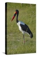 Saddle-billed Stork (Ephippiorhynchus senegalensis), Moremi Game Reserve, Botswana, Africa-David Wall-Stretched Canvas