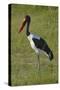 Saddle-billed Stork (Ephippiorhynchus senegalensis), Moremi Game Reserve, Botswana, Africa-David Wall-Stretched Canvas