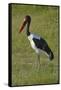 Saddle-billed Stork (Ephippiorhynchus senegalensis), Moremi Game Reserve, Botswana, Africa-David Wall-Framed Stretched Canvas