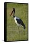 Saddle-billed Stork (Ephippiorhynchus senegalensis), Moremi Game Reserve, Botswana, Africa-David Wall-Framed Stretched Canvas