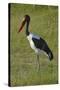 Saddle-billed Stork (Ephippiorhynchus senegalensis), Moremi Game Reserve, Botswana, Africa-David Wall-Stretched Canvas