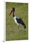 Saddle-billed Stork (Ephippiorhynchus senegalensis), Moremi Game Reserve, Botswana, Africa-David Wall-Framed Photographic Print