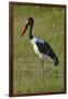 Saddle-billed Stork (Ephippiorhynchus senegalensis), Moremi Game Reserve, Botswana, Africa-David Wall-Framed Photographic Print