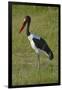 Saddle-billed Stork (Ephippiorhynchus senegalensis), Moremi Game Reserve, Botswana, Africa-David Wall-Framed Photographic Print