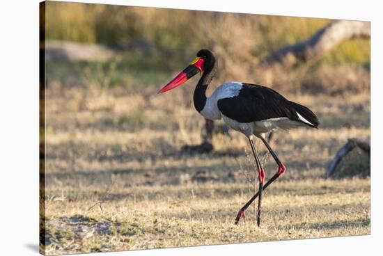 Saddle-billed stork (Ephippiorhynchus senegalensis), Moremi Game Reserve, Okavango Delta, Botswana,-Sergio Pitamitz-Stretched Canvas