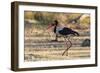 Saddle-billed stork (Ephippiorhynchus senegalensis), Moremi Game Reserve, Okavango Delta, Botswana,-Sergio Pitamitz-Framed Photographic Print