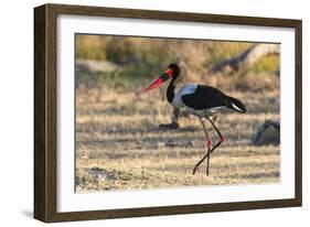 Saddle-billed stork (Ephippiorhynchus senegalensis), Moremi Game Reserve, Okavango Delta, Botswana,-Sergio Pitamitz-Framed Photographic Print