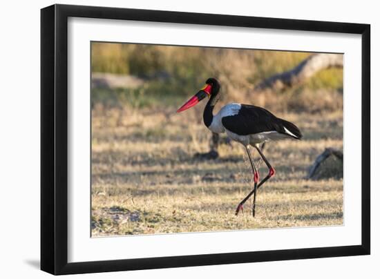 Saddle-billed stork (Ephippiorhynchus senegalensis), Moremi Game Reserve, Okavango Delta, Botswana,-Sergio Pitamitz-Framed Photographic Print