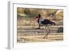 Saddle-billed stork (Ephippiorhynchus senegalensis), Moremi Game Reserve, Okavango Delta, Botswana,-Sergio Pitamitz-Framed Photographic Print