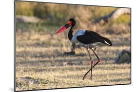 Saddle-billed stork (Ephippiorhynchus senegalensis), Moremi Game Reserve, Okavango Delta, Botswana,-Sergio Pitamitz-Mounted Photographic Print