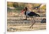 Saddle-billed stork (Ephippiorhynchus senegalensis), Moremi Game Reserve, Okavango Delta, Botswana,-Sergio Pitamitz-Framed Photographic Print