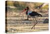Saddle-billed stork (Ephippiorhynchus senegalensis), Moremi Game Reserve, Okavango Delta, Botswana,-Sergio Pitamitz-Stretched Canvas