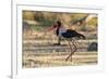 Saddle-billed stork (Ephippiorhynchus senegalensis), Moremi Game Reserve, Okavango Delta, Botswana,-Sergio Pitamitz-Framed Photographic Print