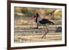 Saddle-billed stork (Ephippiorhynchus senegalensis), Moremi Game Reserve, Okavango Delta, Botswana,-Sergio Pitamitz-Framed Photographic Print