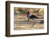 Saddle-billed stork (Ephippiorhynchus senegalensis), Moremi Game Reserve, Okavango Delta, Botswana,-Sergio Pitamitz-Framed Photographic Print