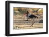 Saddle-billed stork (Ephippiorhynchus senegalensis), Moremi Game Reserve, Okavango Delta, Botswana,-Sergio Pitamitz-Framed Photographic Print