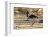 Saddle-billed stork (Ephippiorhynchus senegalensis), Moremi Game Reserve, Okavango Delta, Botswana,-Sergio Pitamitz-Framed Photographic Print