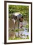 Saddle-billed stork (Ephippiorhynchus senegalensis), Ngorongoro Crater, Tanzania, East Africa, Afri-Ashley Morgan-Framed Photographic Print