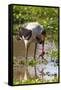 Saddle-billed stork (Ephippiorhynchus senegalensis), Ngorongoro Crater, Tanzania, East Africa, Afri-Ashley Morgan-Framed Stretched Canvas