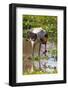 Saddle-billed stork (Ephippiorhynchus senegalensis), Ngorongoro Crater, Tanzania, East Africa, Afri-Ashley Morgan-Framed Photographic Print