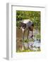 Saddle-billed stork (Ephippiorhynchus senegalensis), Ngorongoro Crater, Tanzania, East Africa, Afri-Ashley Morgan-Framed Photographic Print