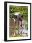 Saddle-billed stork (Ephippiorhynchus senegalensis), Ngorongoro Crater, Tanzania, East Africa, Afri-Ashley Morgan-Framed Photographic Print